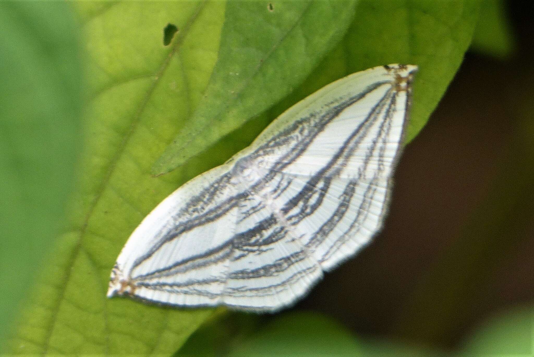 Image of Acropteris iphiata Guenée