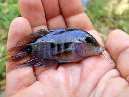 Image of Amatitlán Cichlids