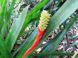 Image of Aechmea roberto-seidelii E. Pereira