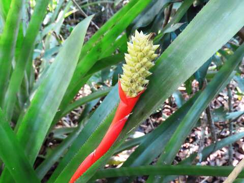 Aechmea roberto-seidelii E. Pereira的圖片