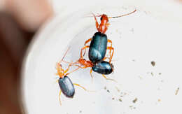 Image of Bombardier beetle