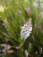 Image of Spatalla curvifolia Salisb.