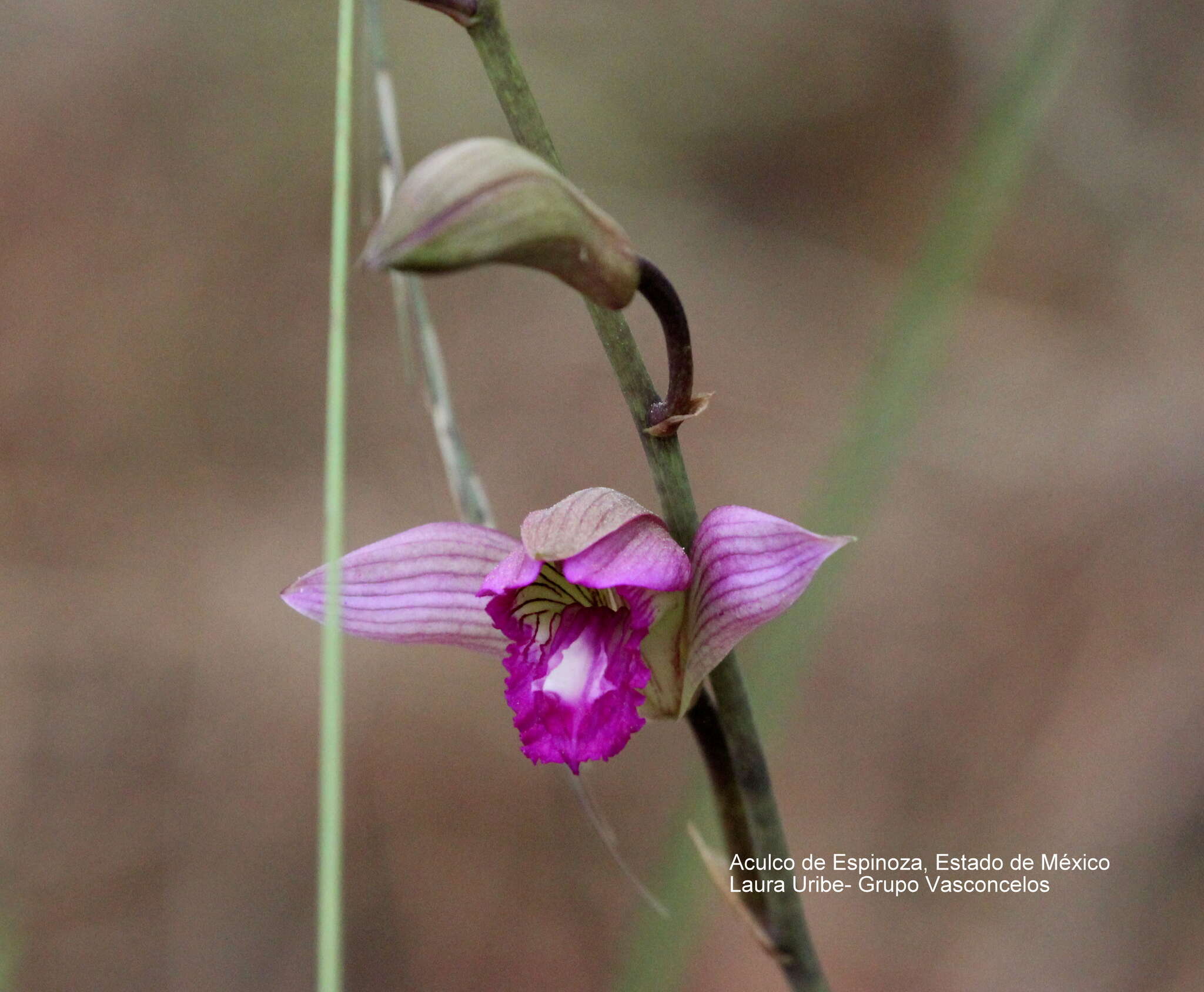 Image of Bletia neglecta Sosa