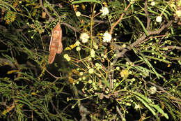 Image of Senegalia praecox (Griseb.) Seigler & Ebinger