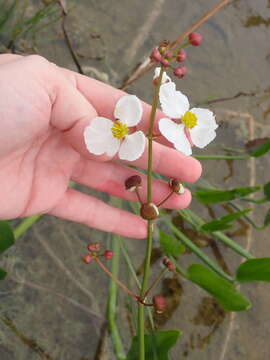 Image de Sagittaria chapmanii (J. G. Sm.) C. Mohr