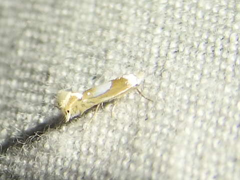 Phyllonorycter fitchella (Clemens 1860)的圖片