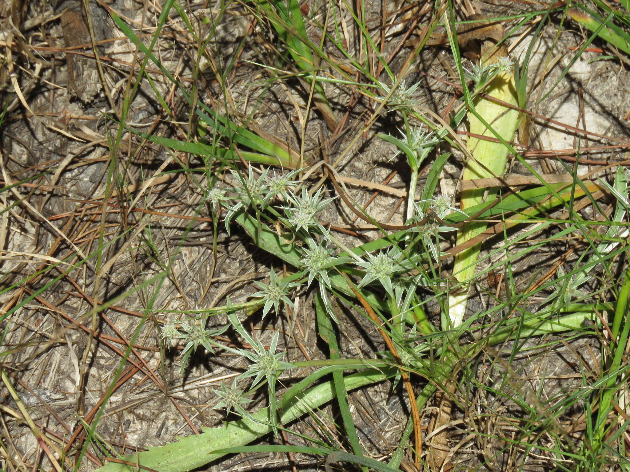 Image de Eryngium aristulatum Jepson