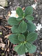 Image of Terrestrial Peperomia