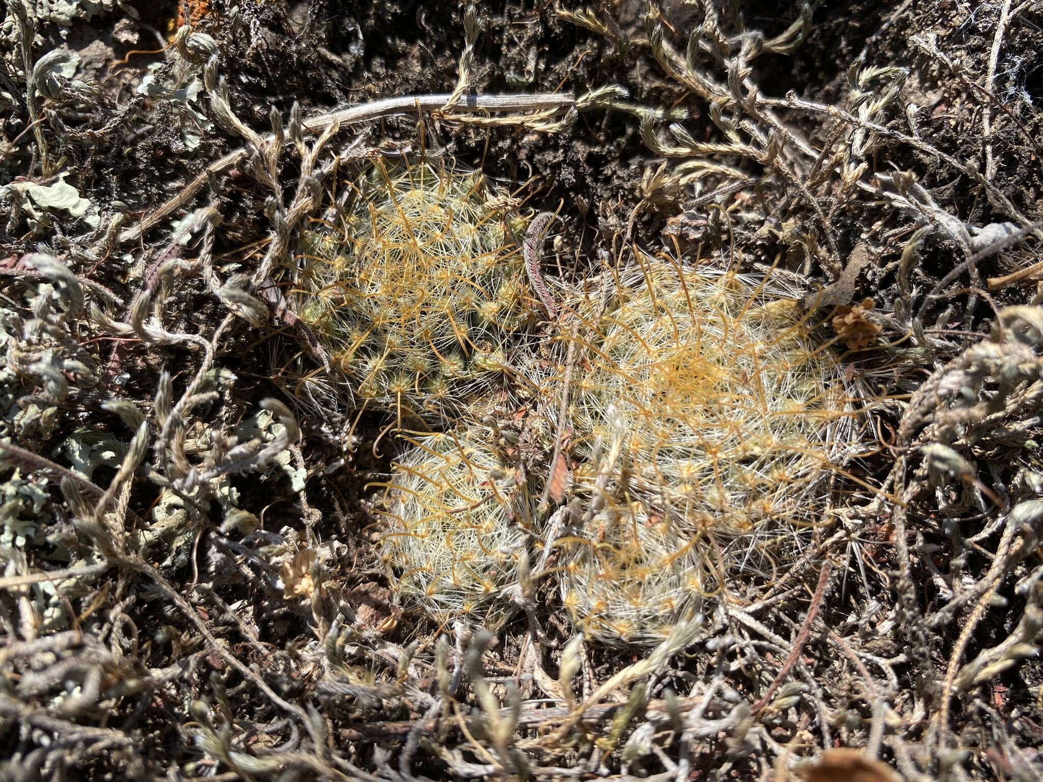 Image of Mammillaria crinita DC.