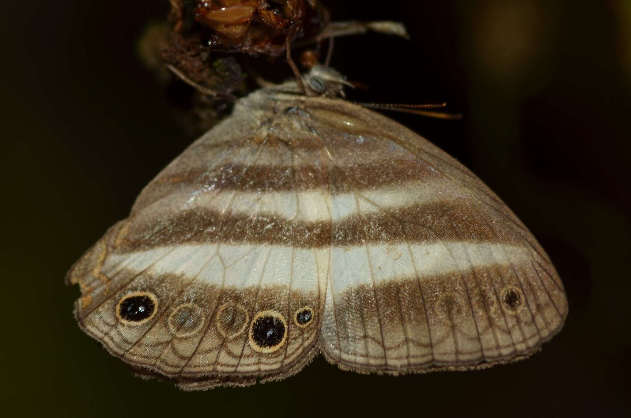 Image of Pareuptychia binocula Butler 1869