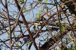 Image of Tropical Boubou