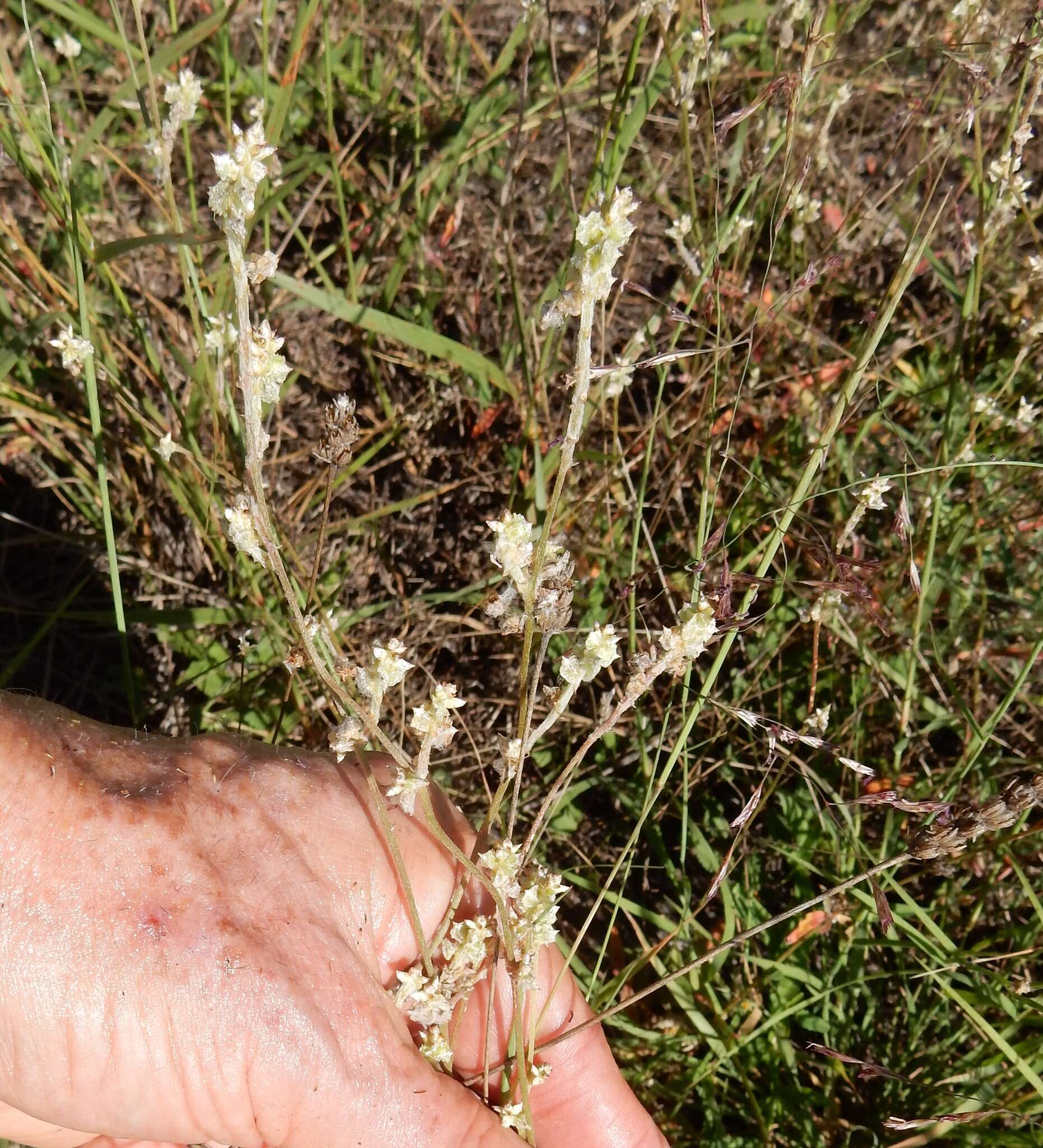 Imagem de Froelichia gracilis (Hook.) Moq.