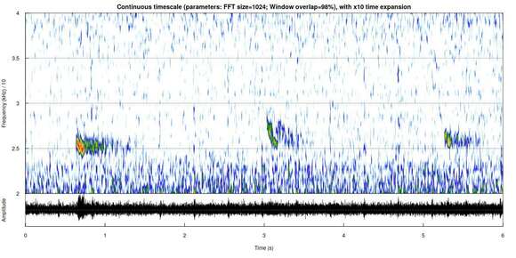 Image of leislers bat, lesser noctule