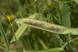 Image of annual vetchling