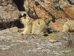 Image of Himalayan Marmot