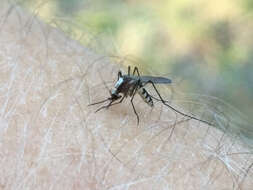 Imagem de Aedes infirmatus Dyar & Knab 1906