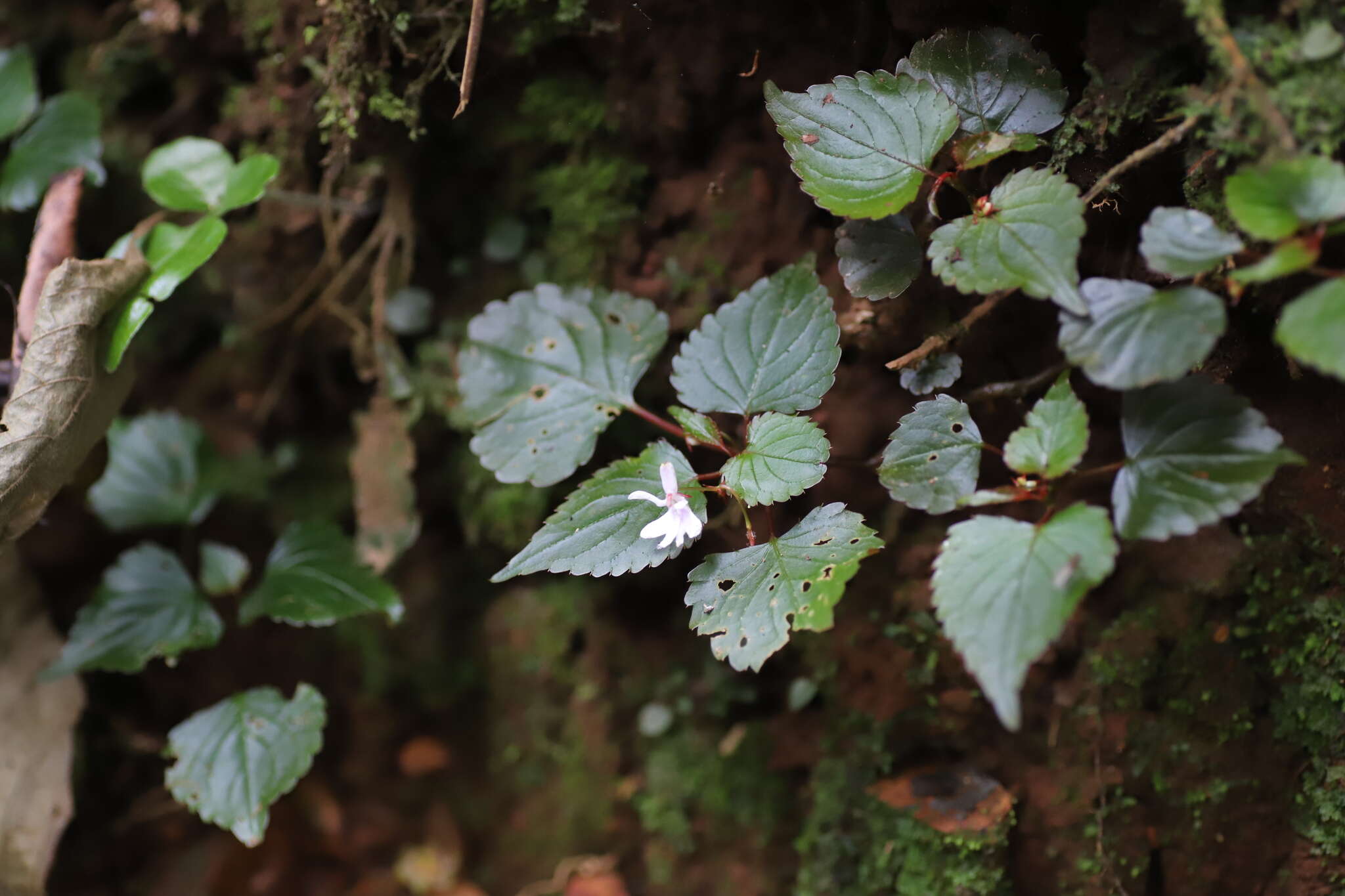 Image of Impatiens bequaertii De Wild.