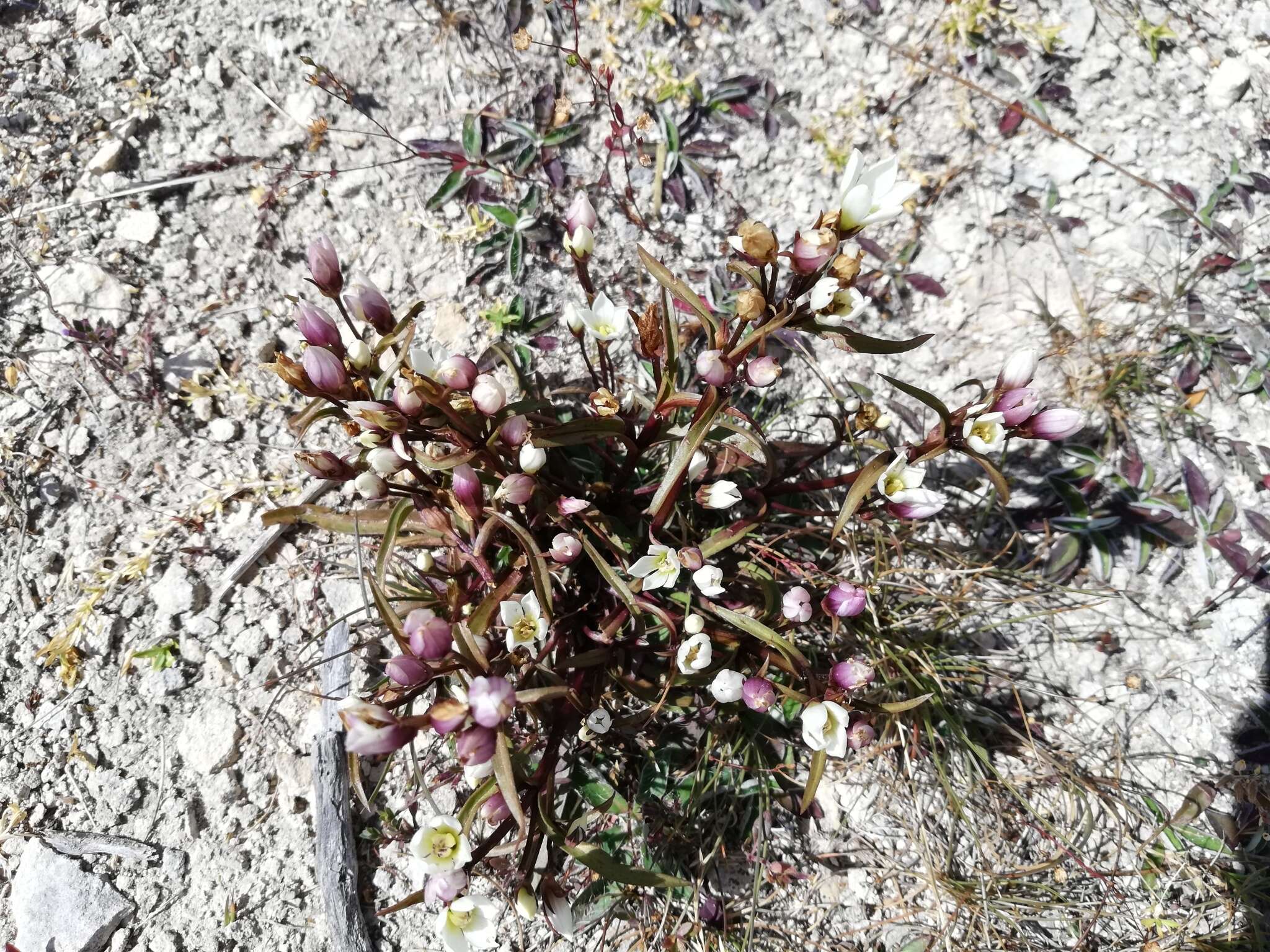 Image of Gentianella serotina (Cockayne) T. N. Ho & S. W. Liu