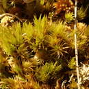 Image of undulate dicranum moss