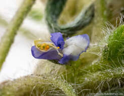 Image of Intermountain lupine