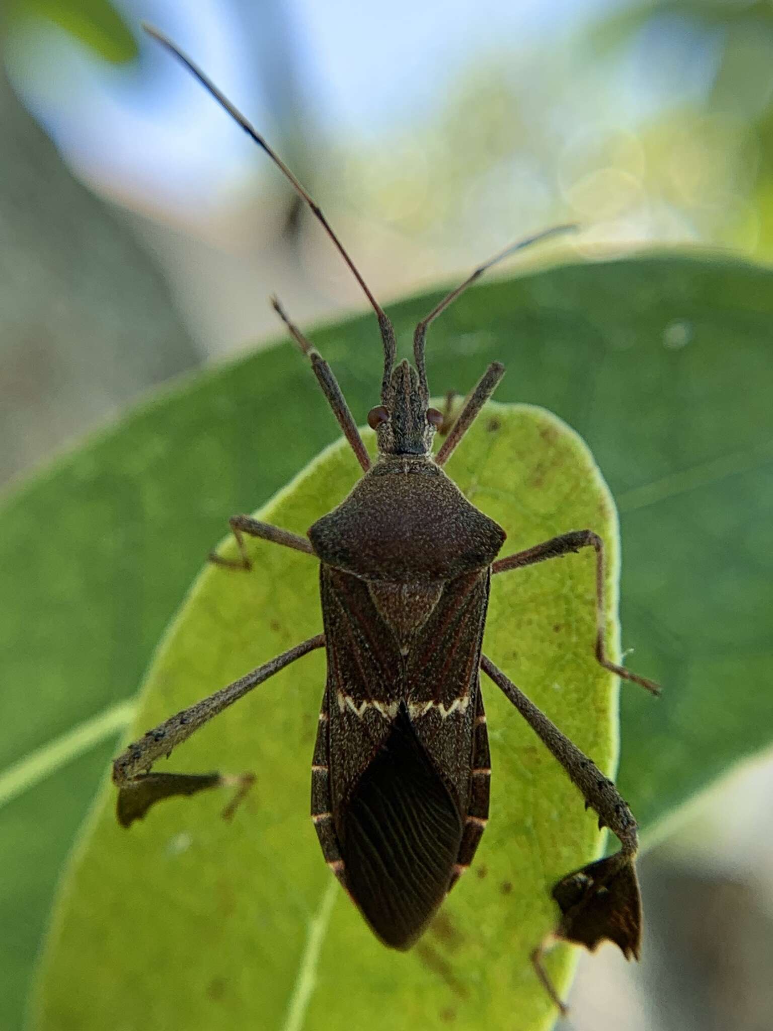 Image of Leptoglossus concolor (Walker & F. 1871)