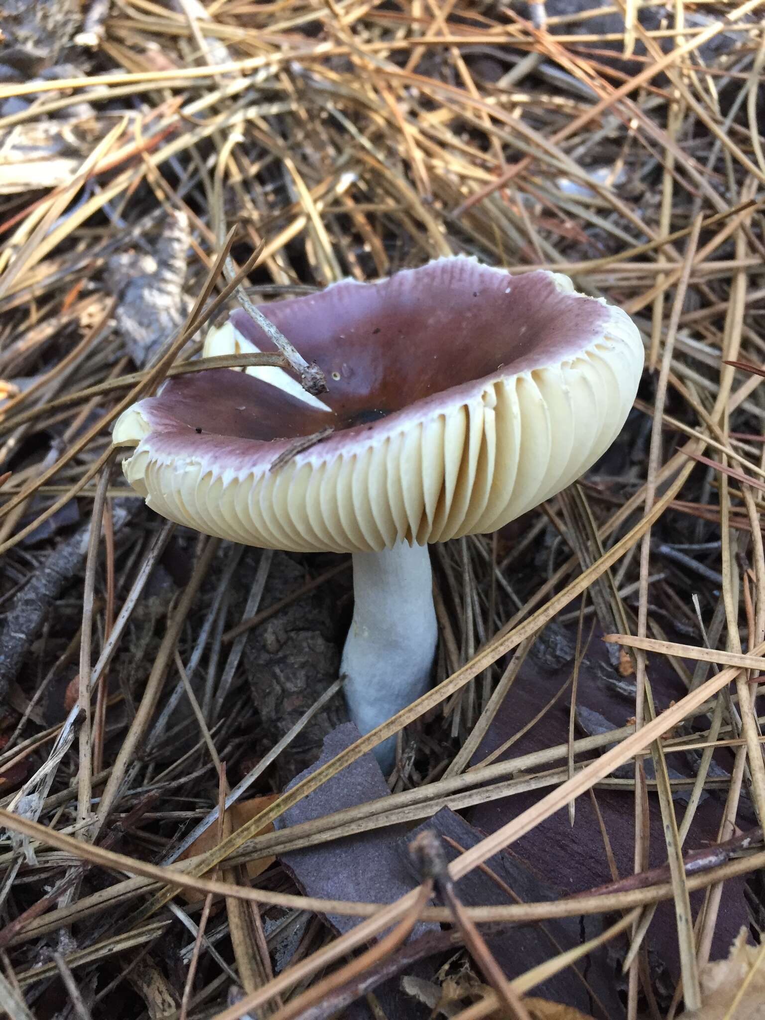 Image of Russula capensis A. Pearson 1950