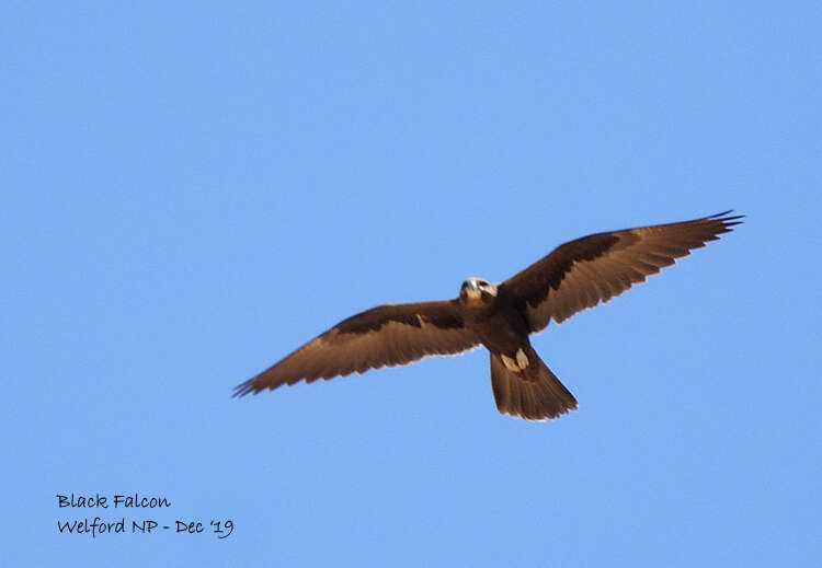 Image of Black Falcon