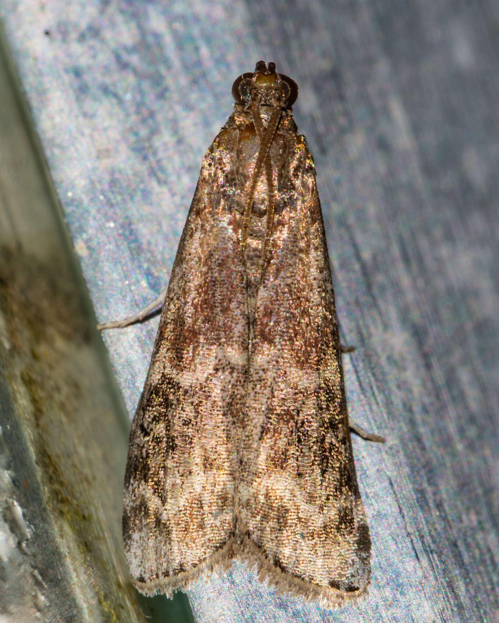 Image of American Plum Borer