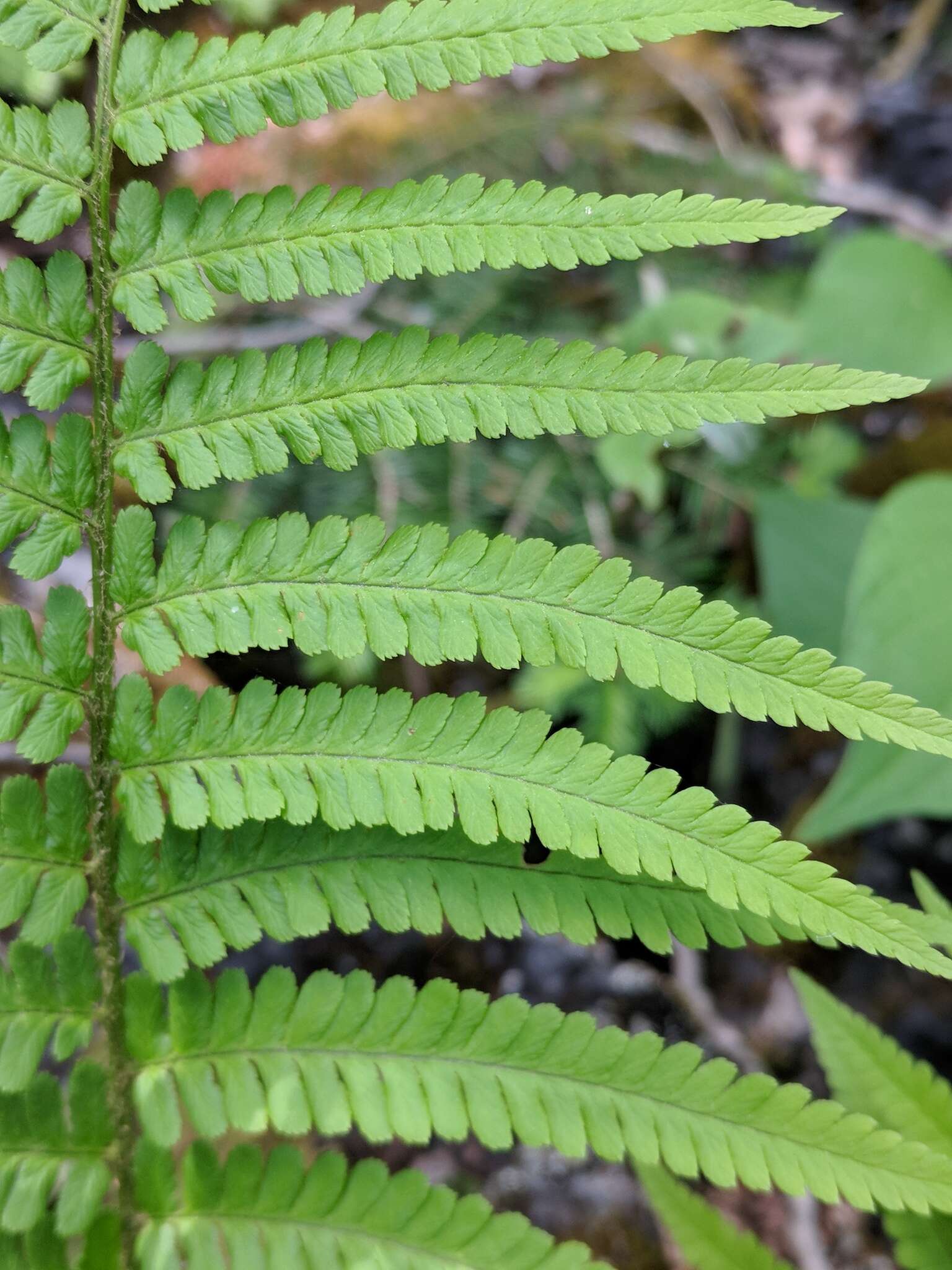 Sivun Dryopteris filix-mas subsp. brittonii Fraser-Jenk. & Widén kuva