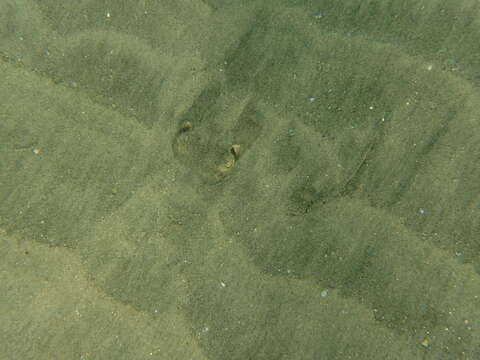 Image of Haller&#39;s round ray