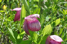 Image of Large-flowered Cypripedium