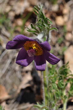 Image of Pulsatilla montana (Hoppe) Rchb.