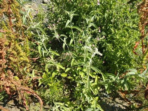 Imagem de Mentha longifolia var. asiatica (Boriss.) Rech. fil.