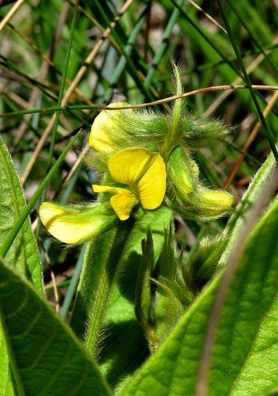 Eriosema gunniae C. H. Stirt.的圖片