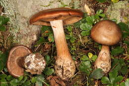 Image of Cortinarius quercophilus Y. Lamoureux, Lebeuf, A. Paul & J. Landry