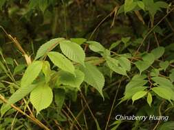 Image of Ulmus uyematsui Hayata