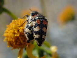 Image de Acmaeodera tuta Horn 1878