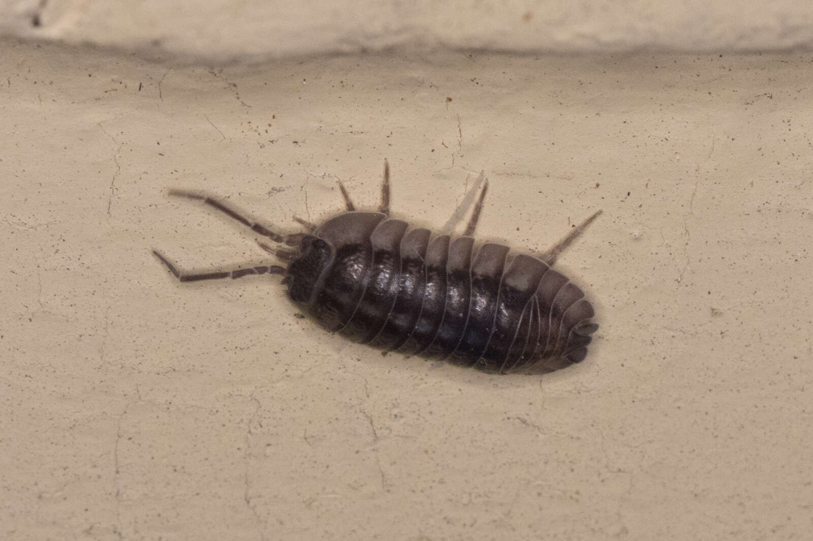 Image of Isopod