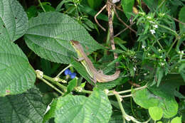 Image of China Grass Lizard