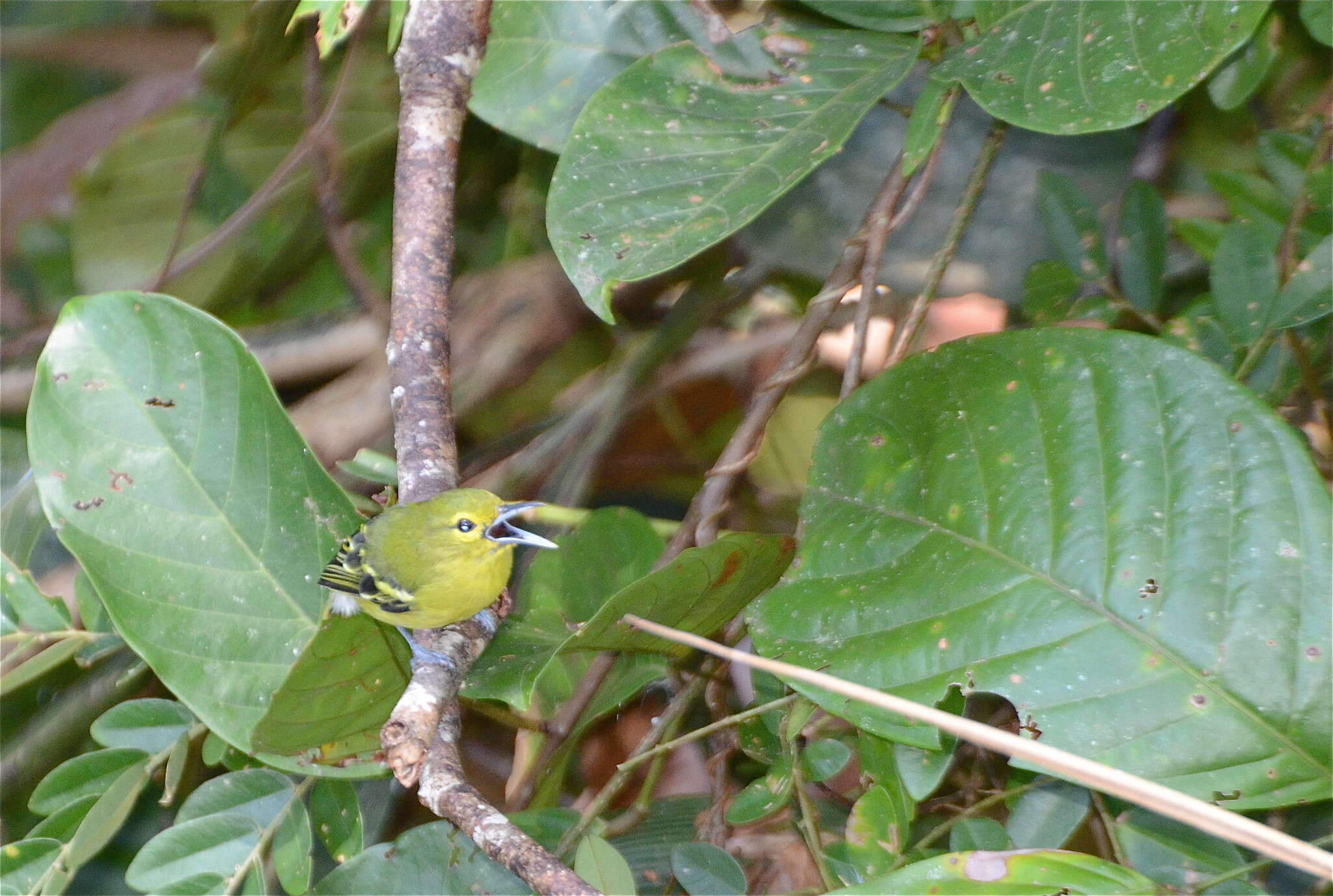 Aegithina viridissima (Bonaparte 1850) resmi