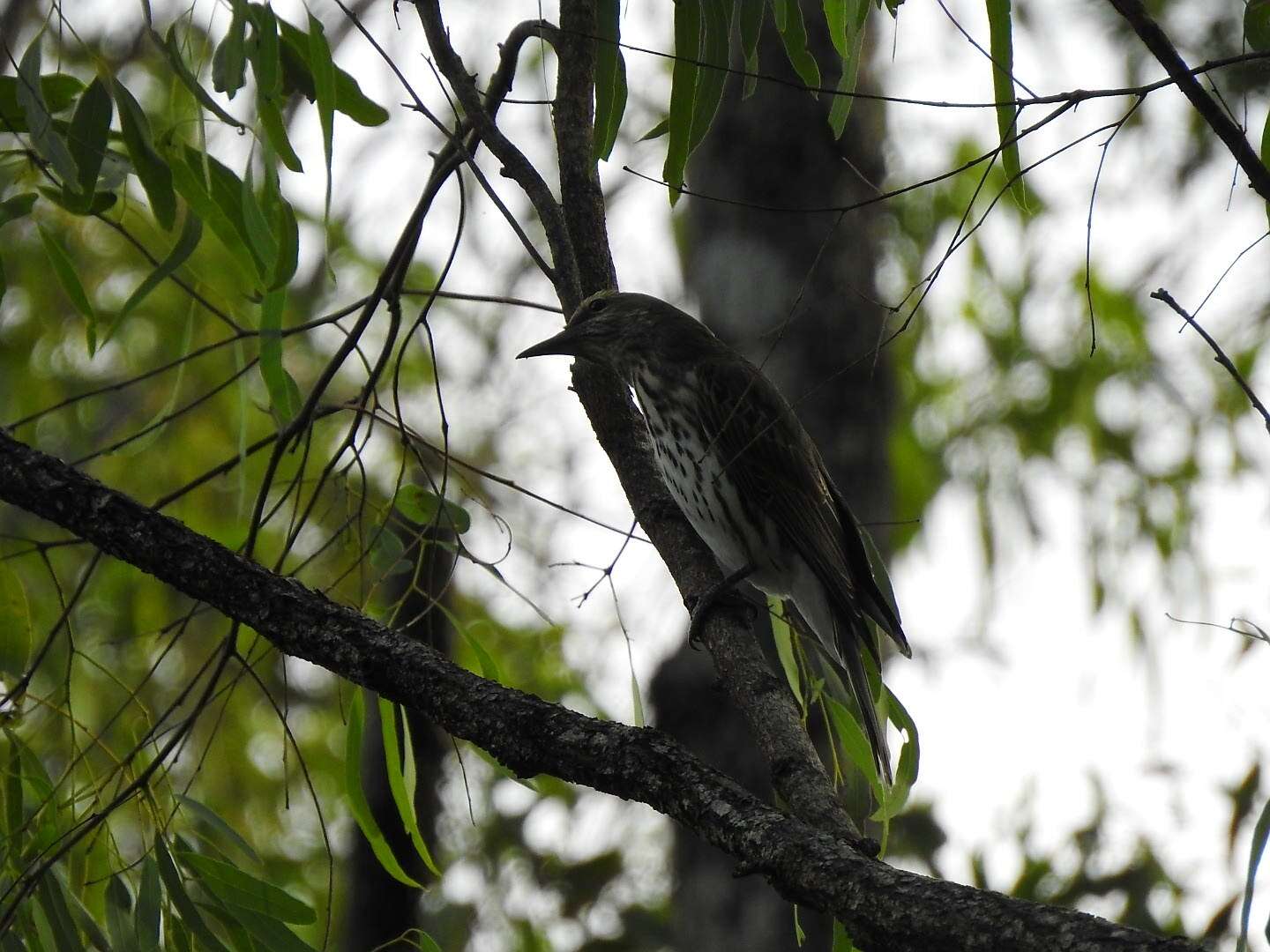 Image of Olive-backed Oriole