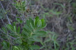 Image of Cantua quercifolia Juss.