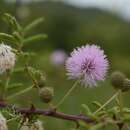 Image of Mimosa prainiana Gamble