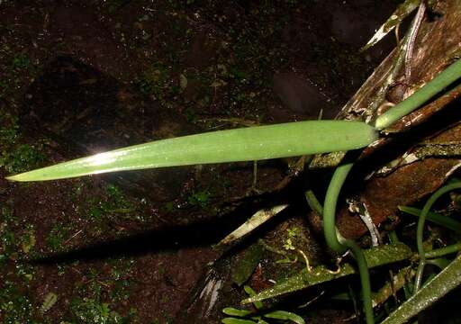 Sivun Vanilla odorata C. Presl kuva