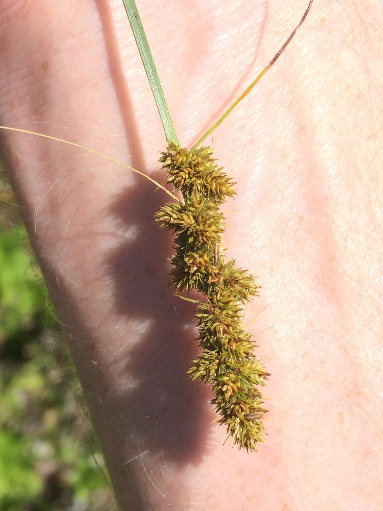 Image of Brown fox sedge