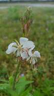 Oenothera suffulta (Engelm.) W. L. Wagner & Hoch resmi