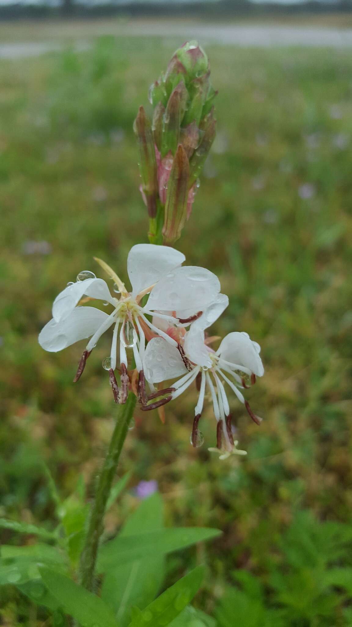 Oenothera suffulta (Engelm.) W. L. Wagner & Hoch resmi