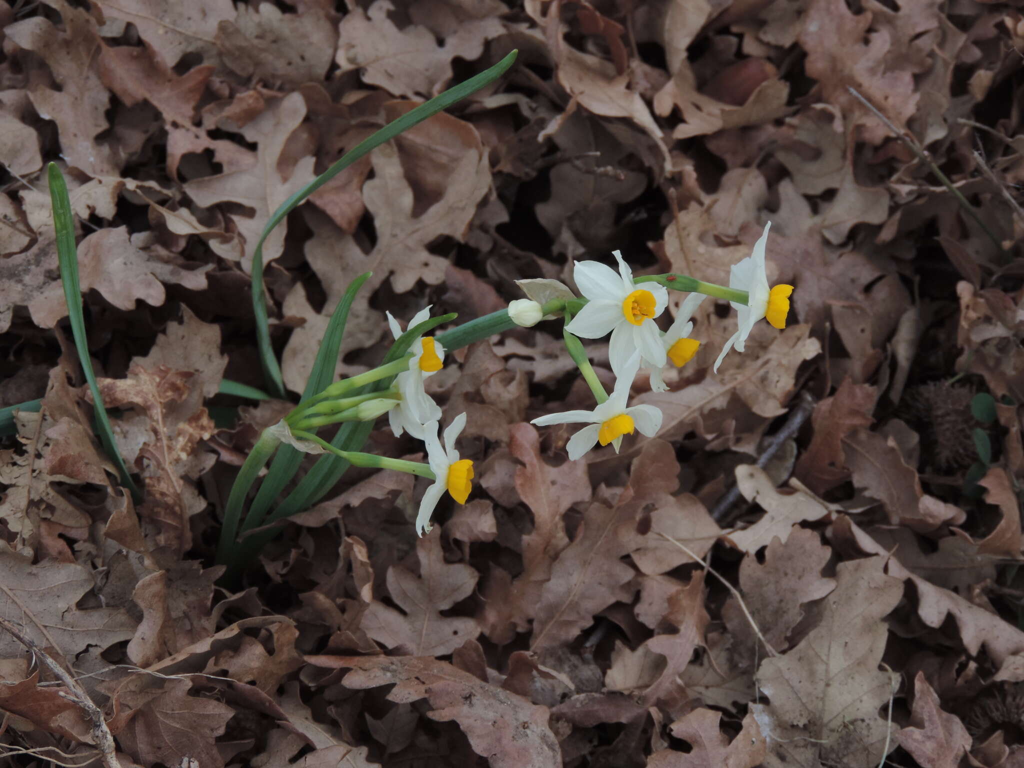 Image of Narcissus tazetta subsp. tazetta