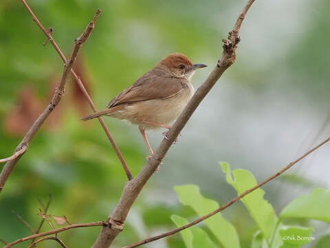 Image of Dorst's Cisticola