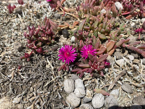 Image of Delosperma repens L. Bol.